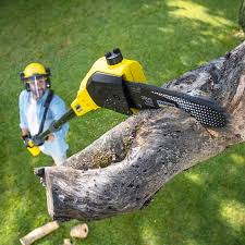 Best Lawn Maintenance Plans  in Hollywood Park, TX