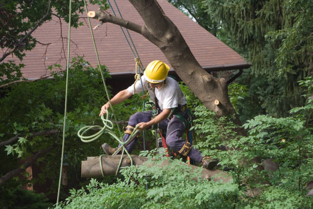 Best Tree and Shrub Care  in Hollywood Park, TX